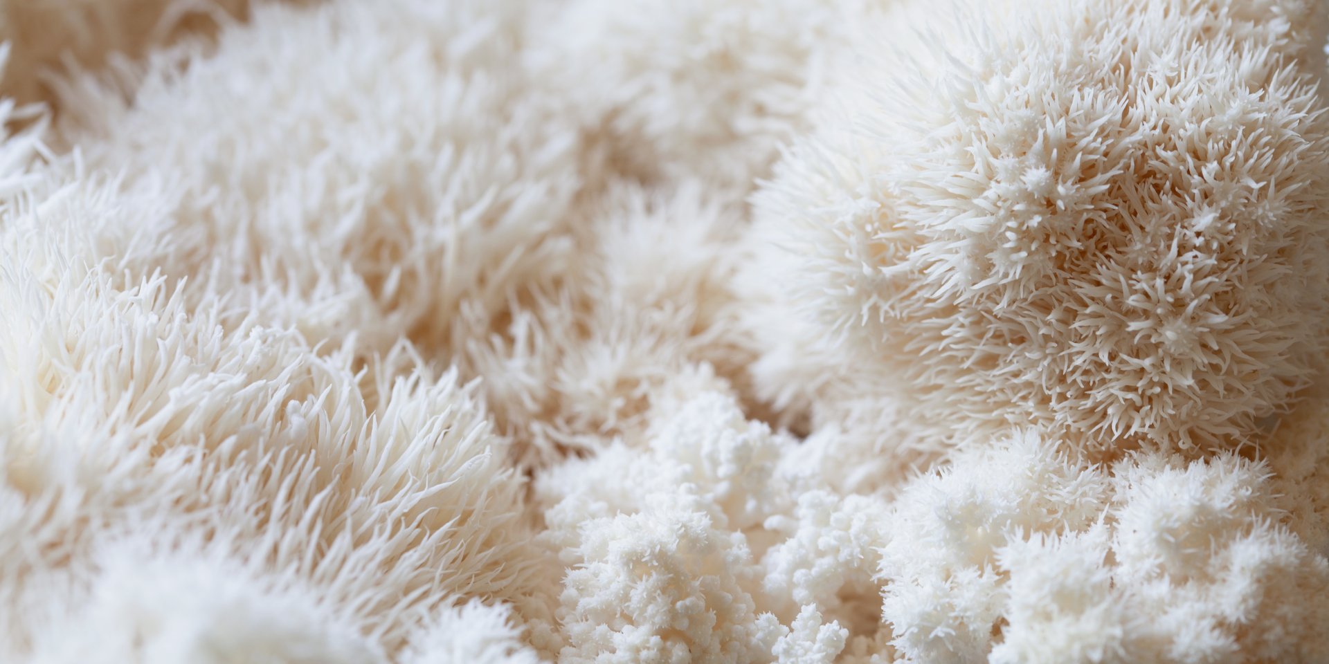 Lion's mane - Hericium erinaceus, medicinal mushroom contains diverse phytochemicals, including polysaccharides, such as β-glucan, hericenones and erinacines  - that promote nerve growth factor in human brain. White fruiting body is build from long spines, can be harvested for culinary use.