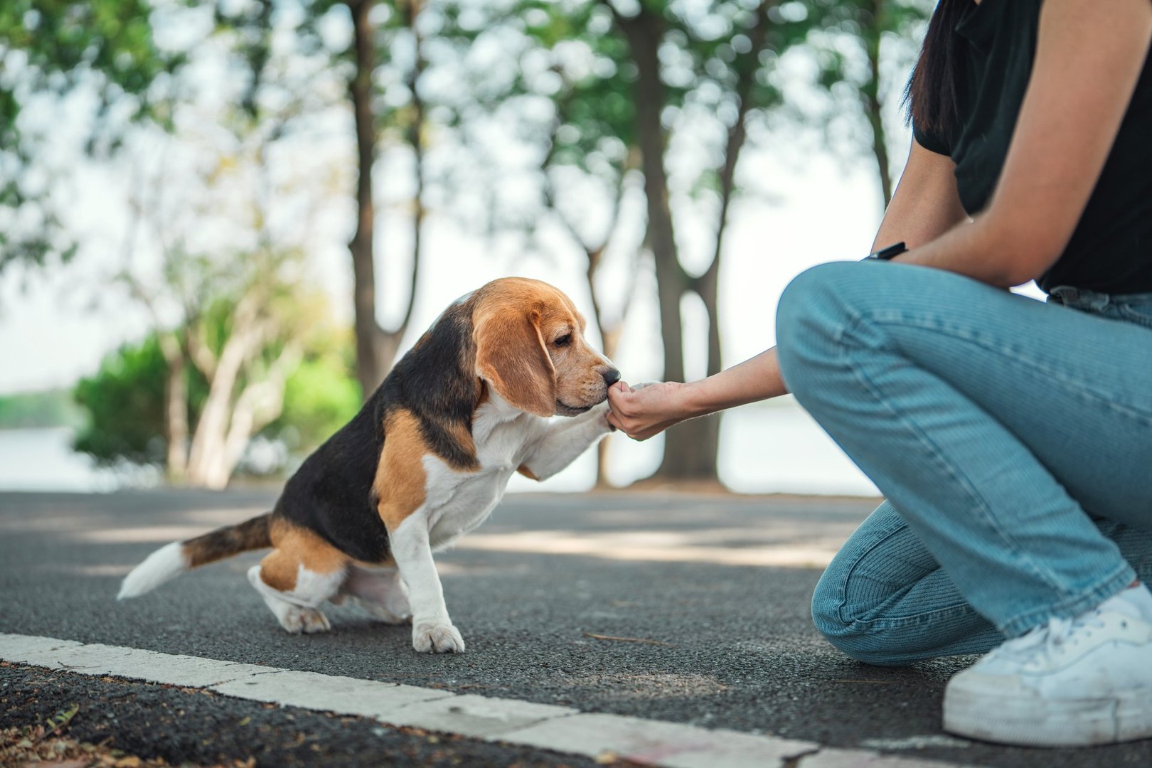 Beagle dog pet learning to give paw on command and getting treats at public park. Dog owner training tricks dog, Teaching discipline and obedient behaviour through play.
