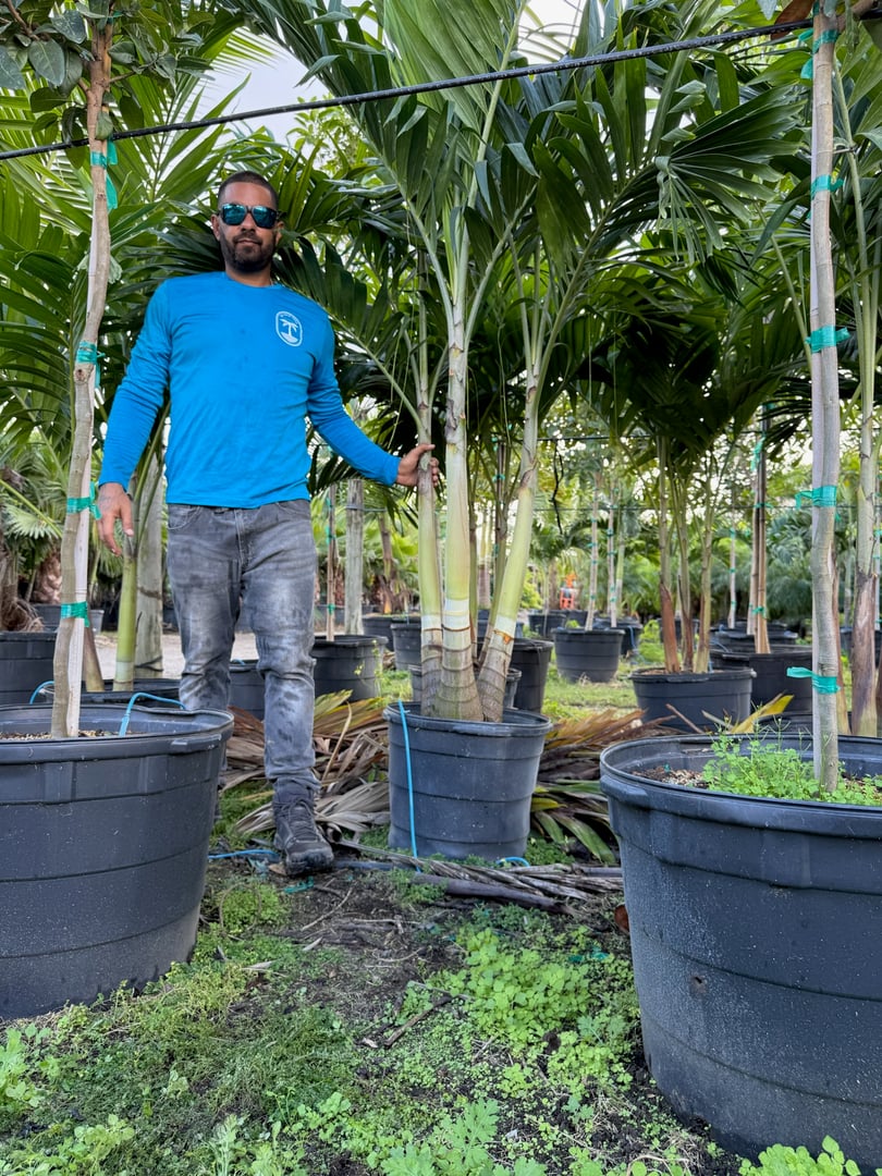 Expert guidance and palm tree consultation