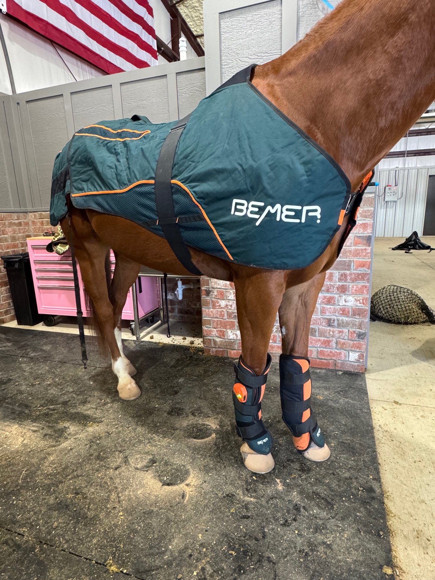 Bemer PEMF therapy for horses at Blu Equine