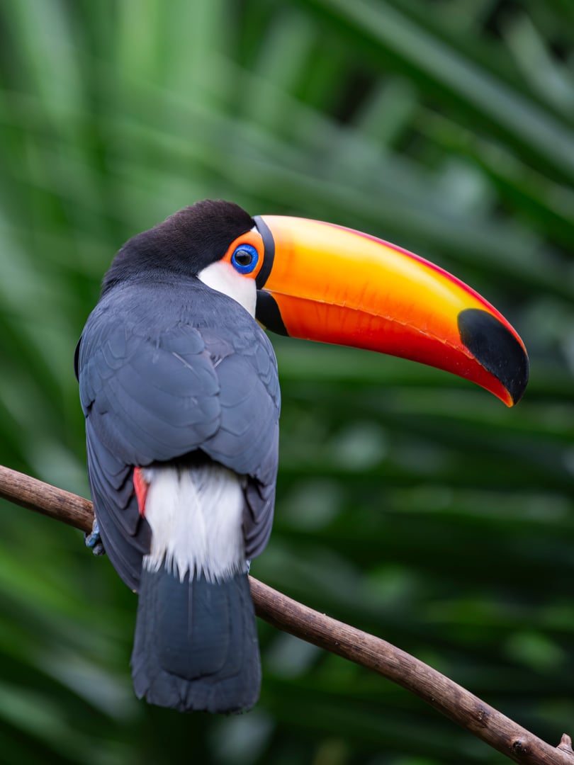 A beautiful Toucan looking over his shoulder directly into the camera in São Paulo Brazil.