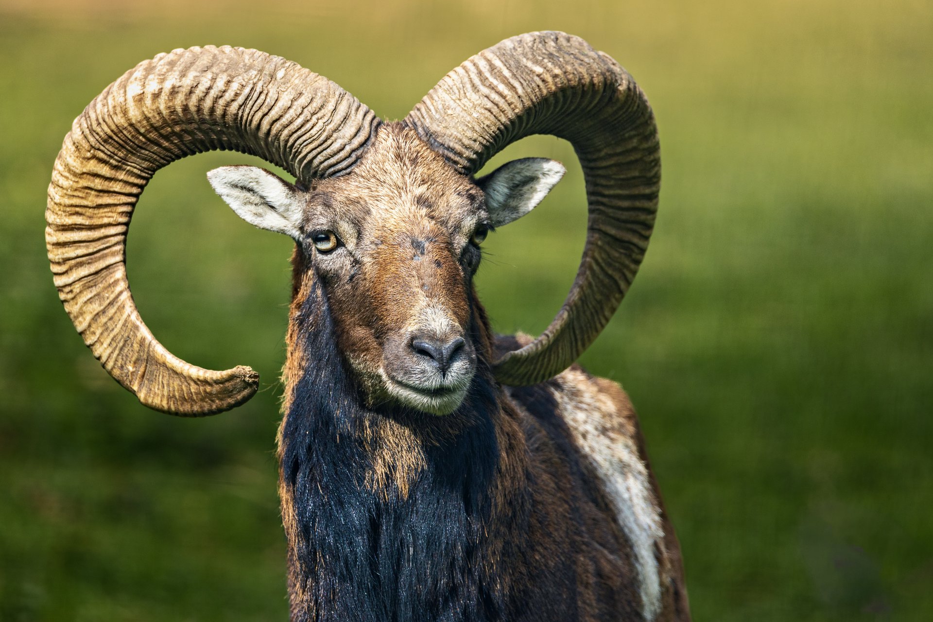 A European mouflon grazing in a vibrant green field