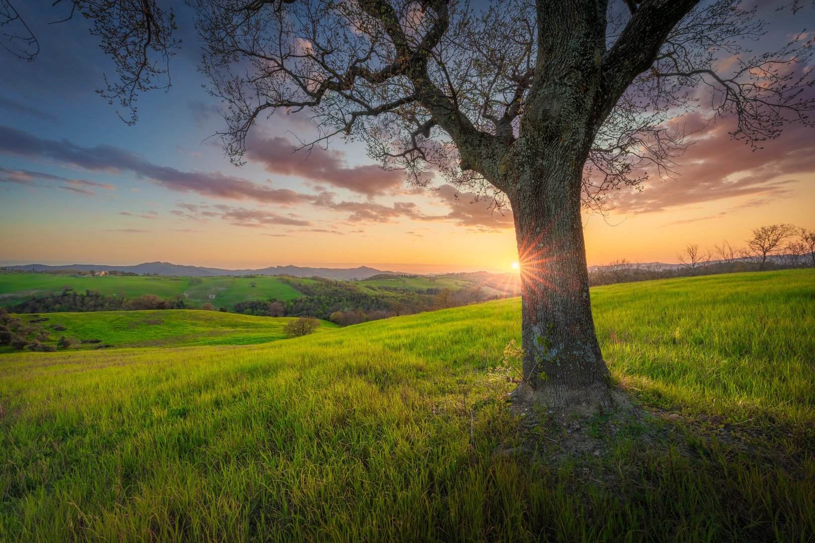 Solitary oak tree at golden sunset in Pomarance countryside, Val di Cecina valley. Rolling green hills and dramatic sky in province of Pisa, Tuscany region, Italy