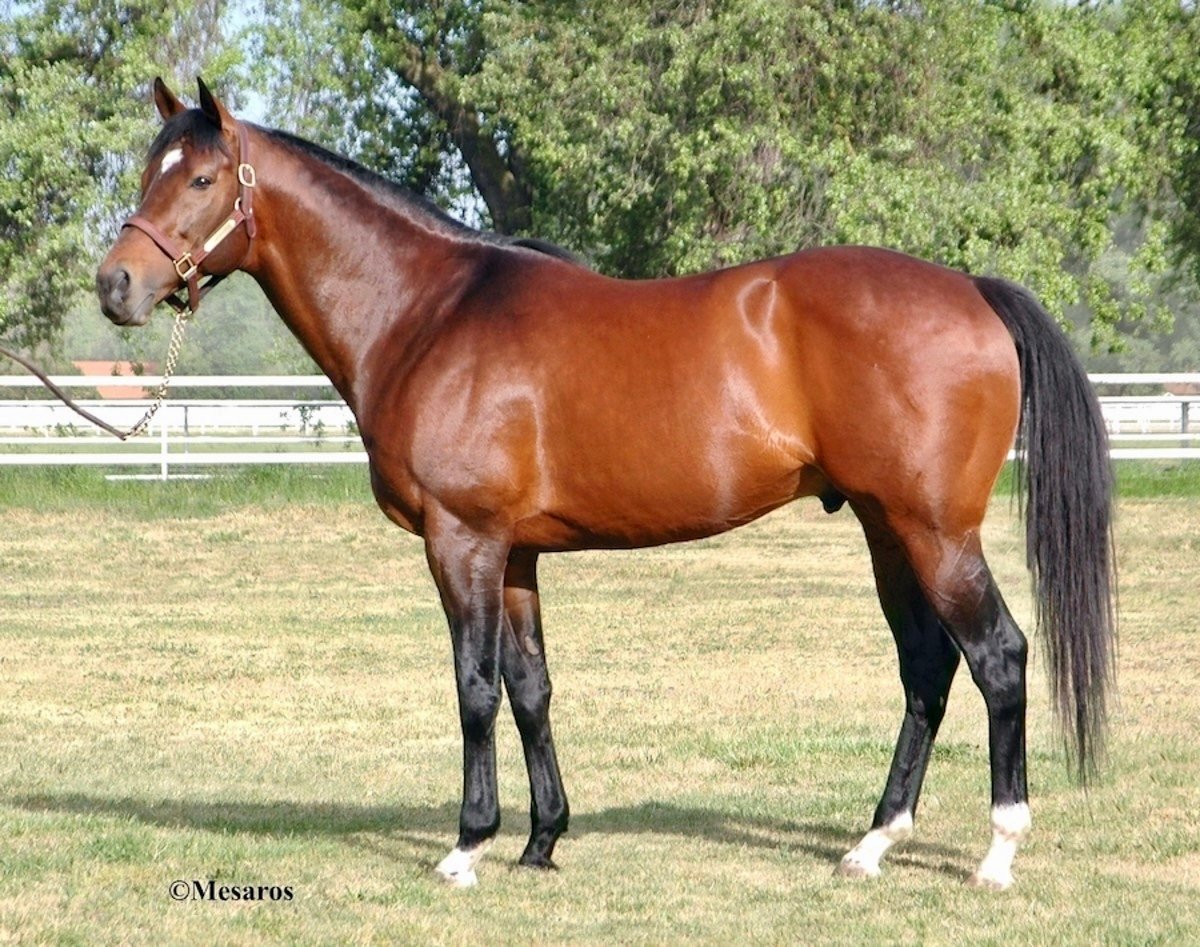 Noble Spirit - 2024 Yearling