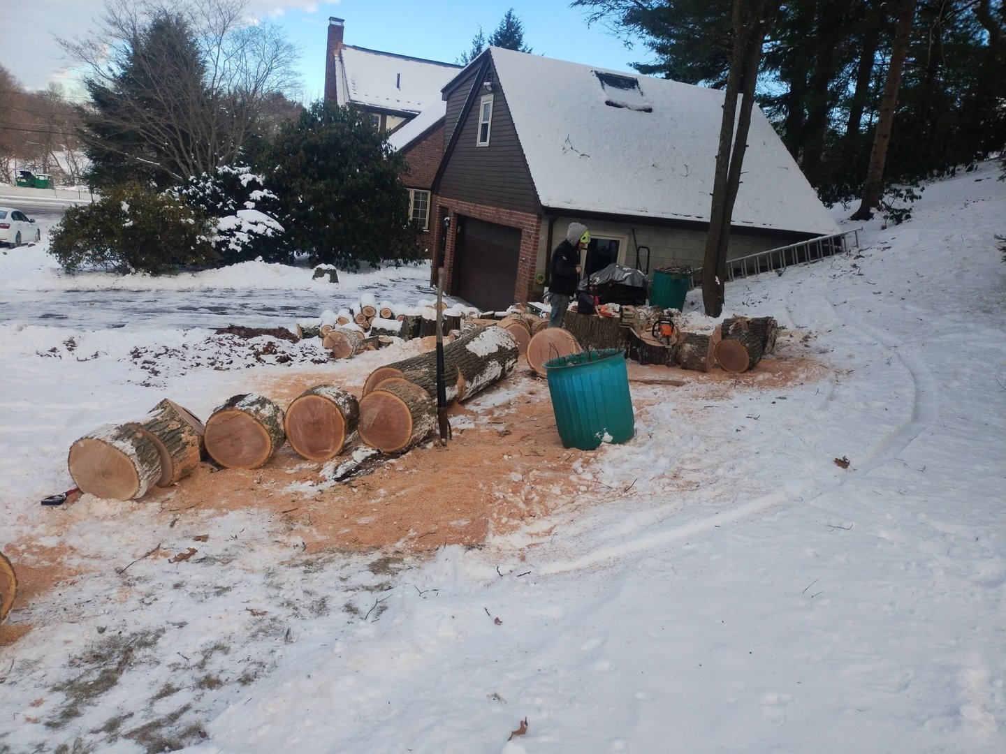 Professional tree removal