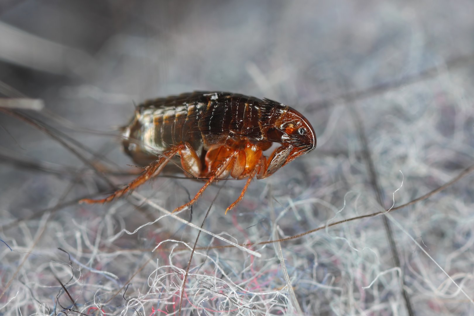 Flea insect macro