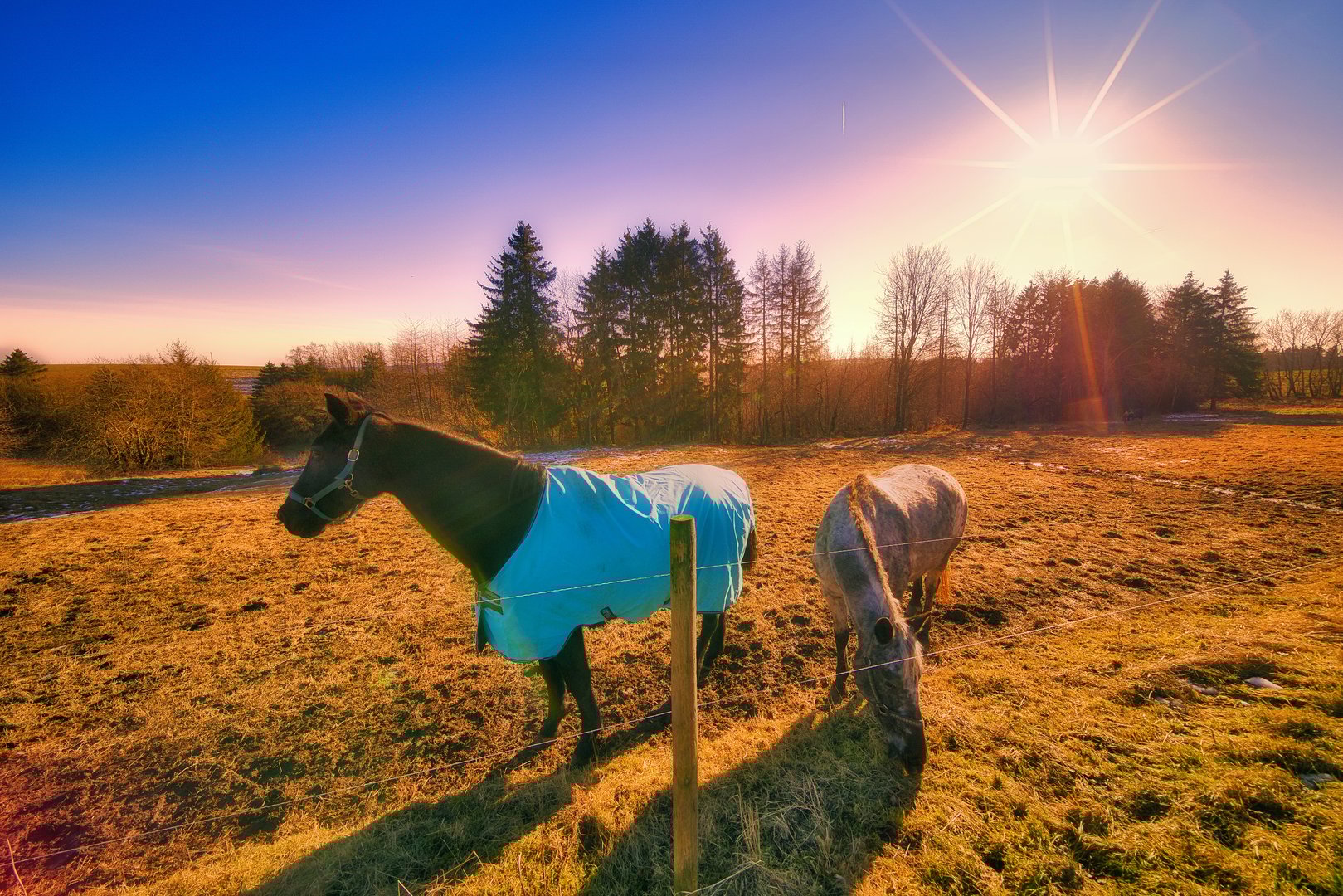 Spring on the horse farm in the Thuringian Forest