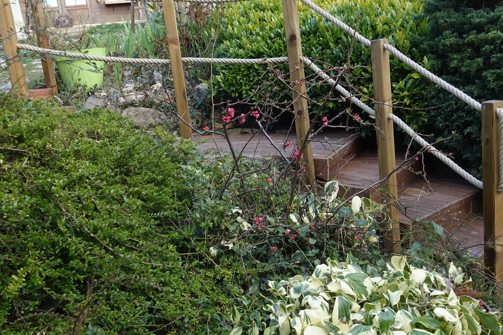 Wooden staircase in a walled garden  Rope railing