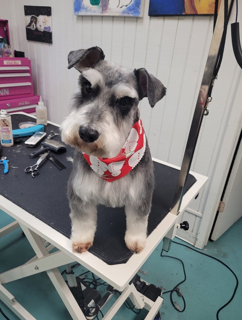 Puppy Love Grooming - Professional dog grooming