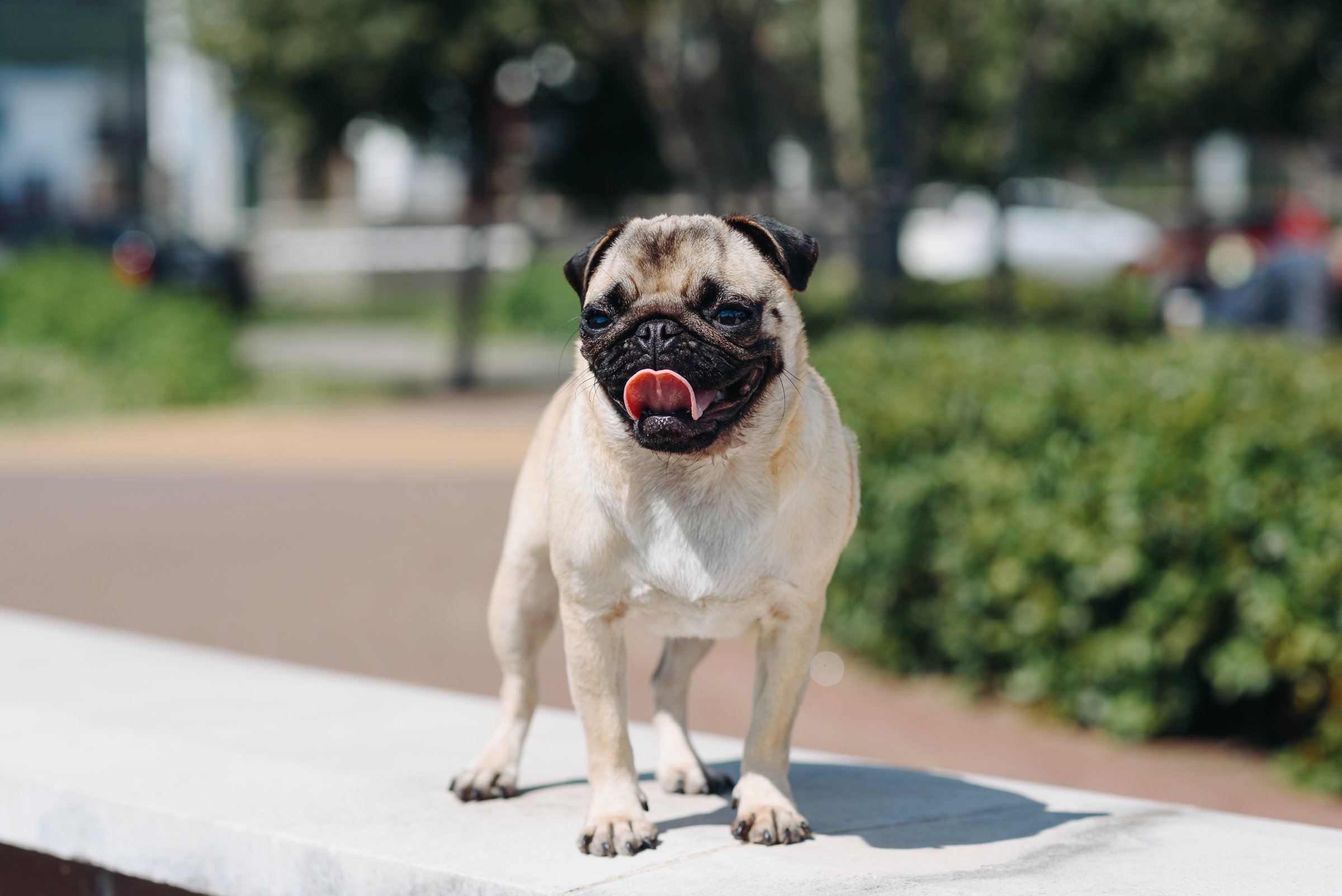 cute small cream pug walks on green grass in summer park in summer day, dogwalking concept