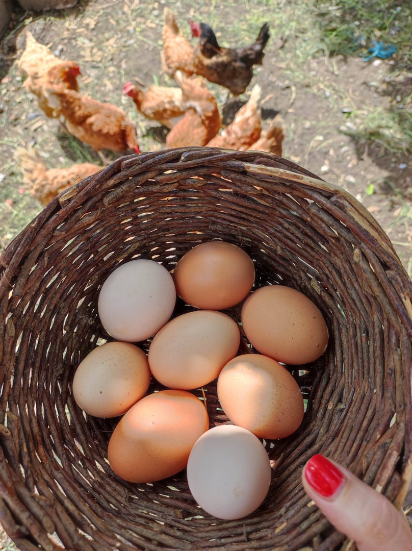 Free-range eggs in a rustic farm basket