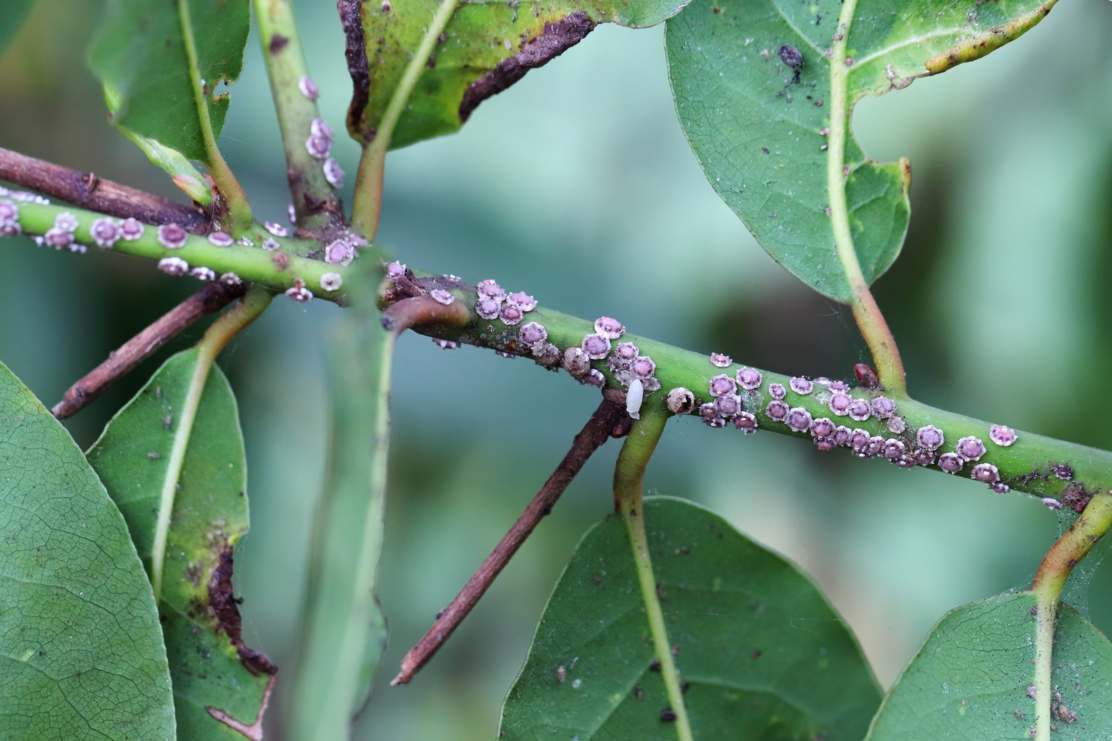 Scale insects on the branch of a cultivated, ornamental shrub in the garden.
