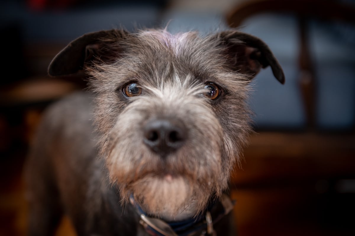 Petsagram_05