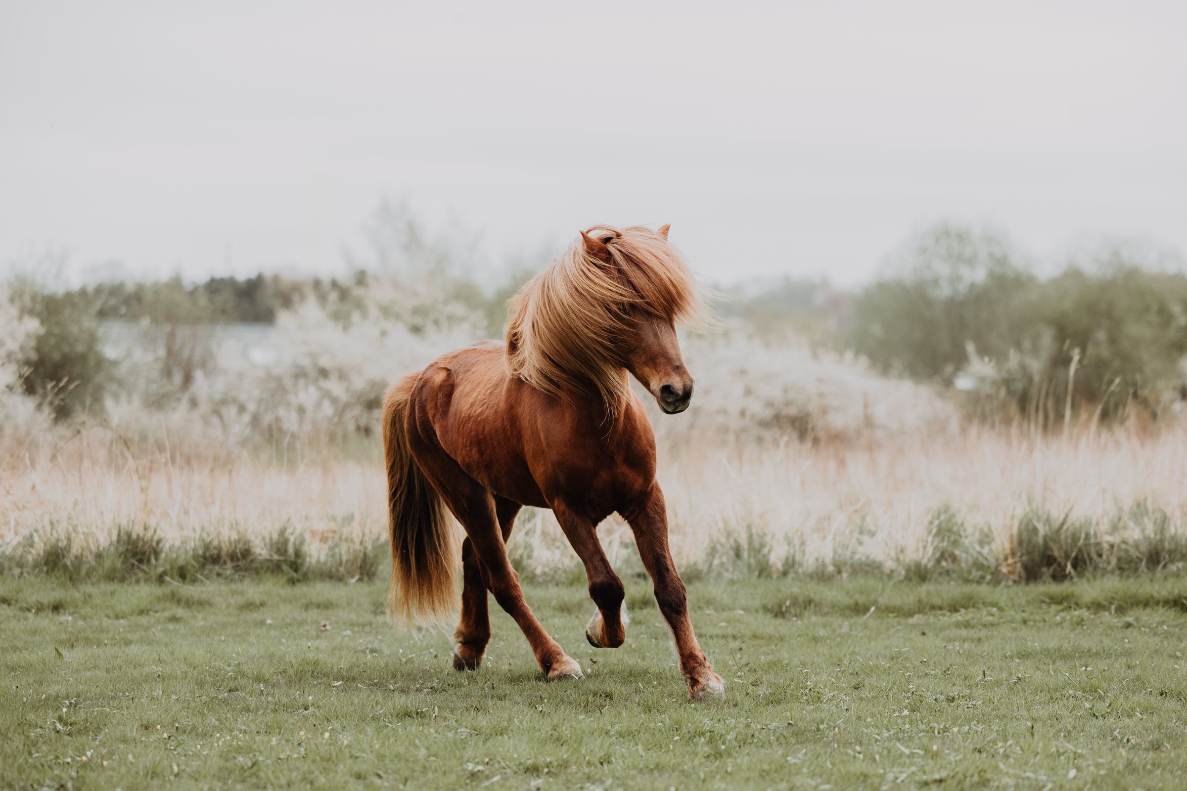 Islandic horse running free on gras field with flowers in Ronnede, Denmark