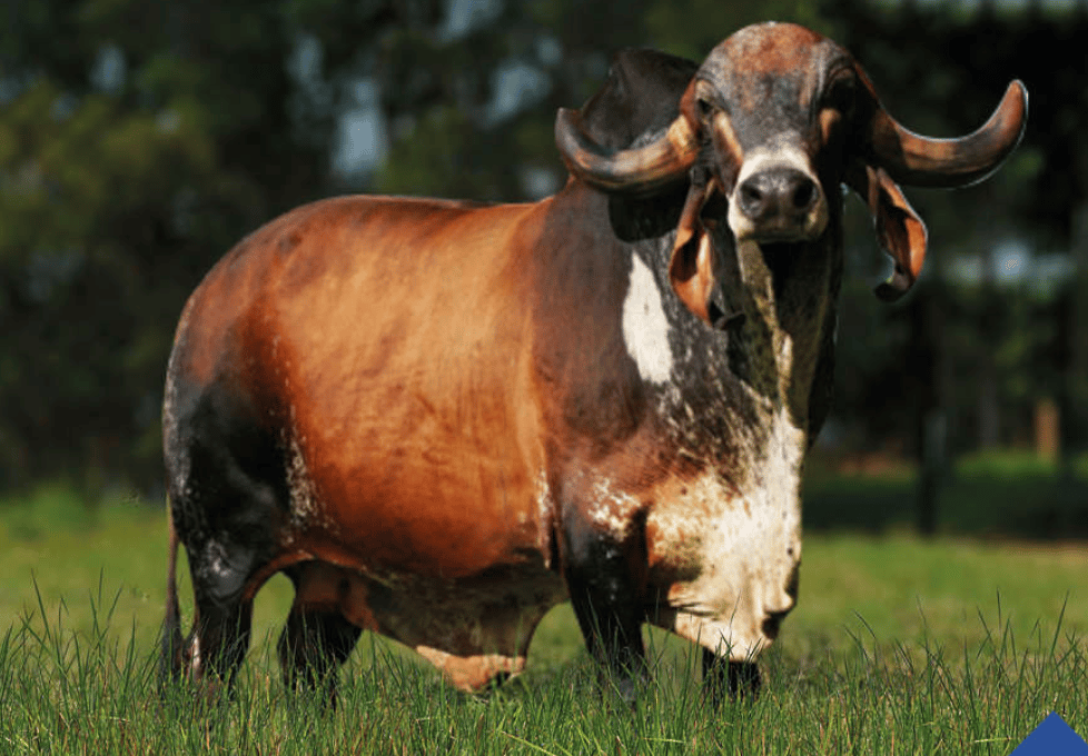 Jaguar TE Do Gaviao - Toro Gyr lechero brasileiro - semen de élite - padre de donadoras - genética tropical - alta producción de leche