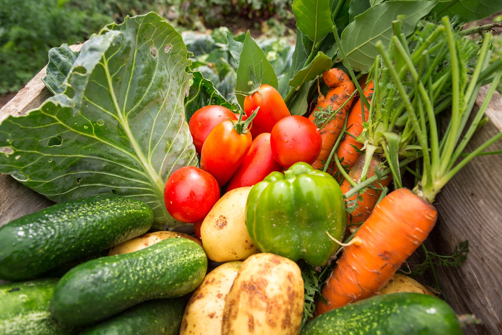 Assorted fresh vegetables: tomatoes, carrots, potatoes, cucumbers, cabbage leaves, and a green bell pepper in a wooden box.