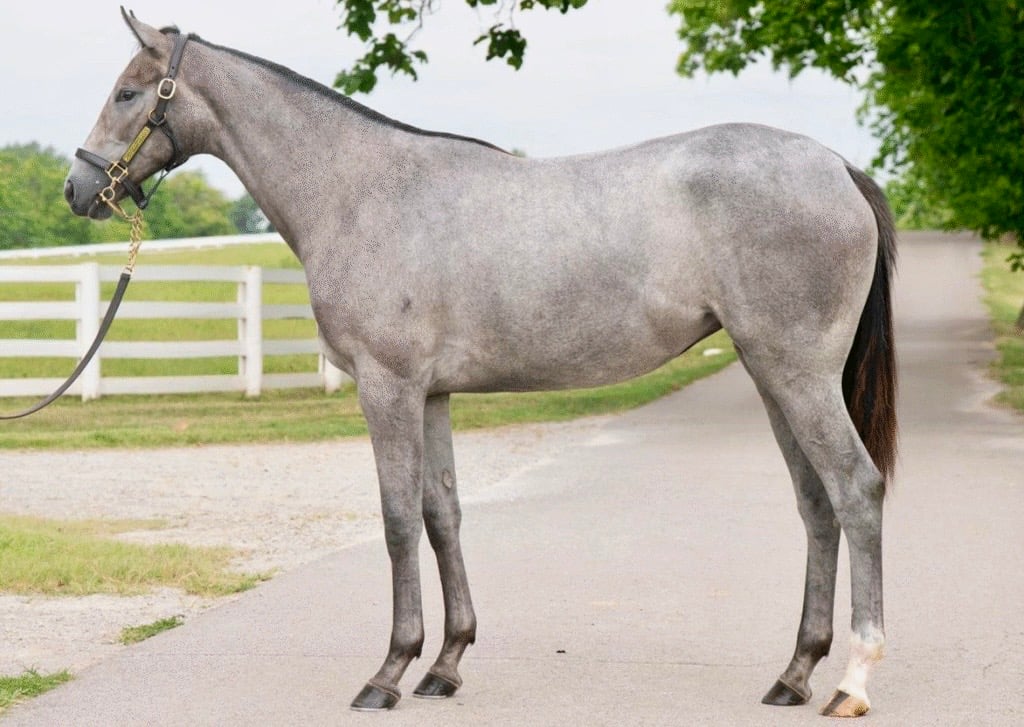 Silver Bullet - 2024 Yearling