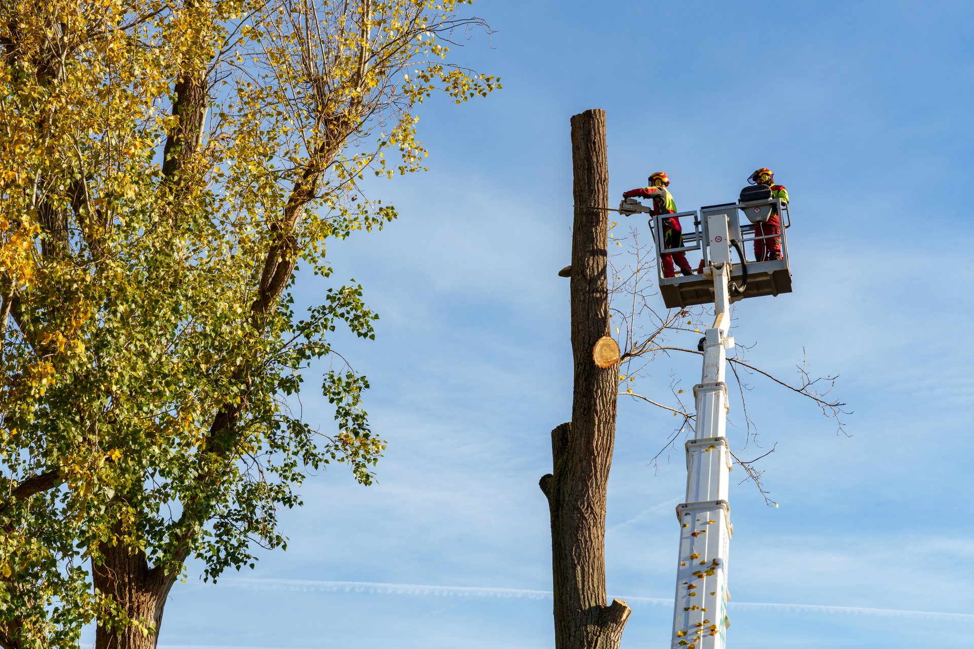Tree trimming operation