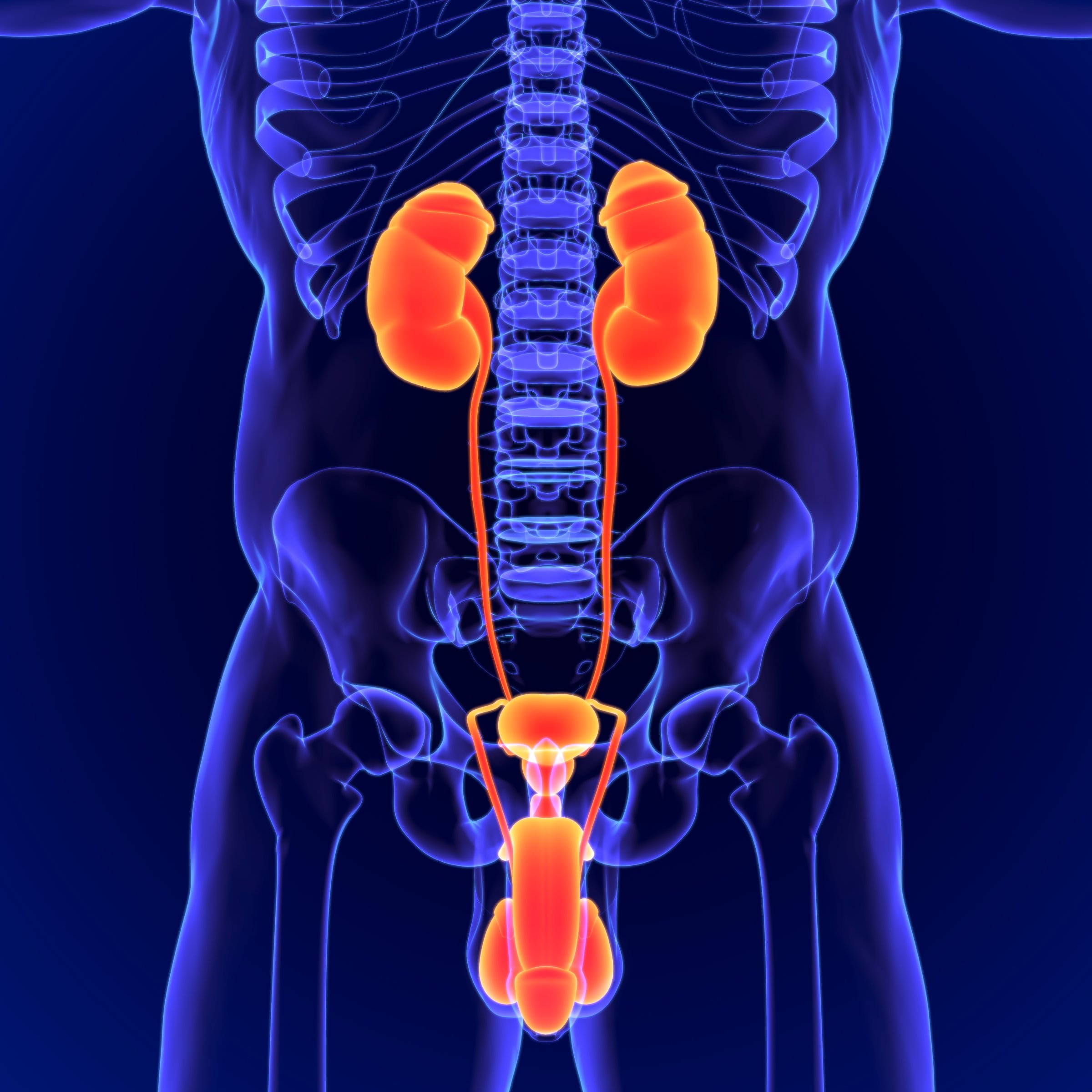 3D Illustration Human Urinary and Male Reproductive System Anatomy