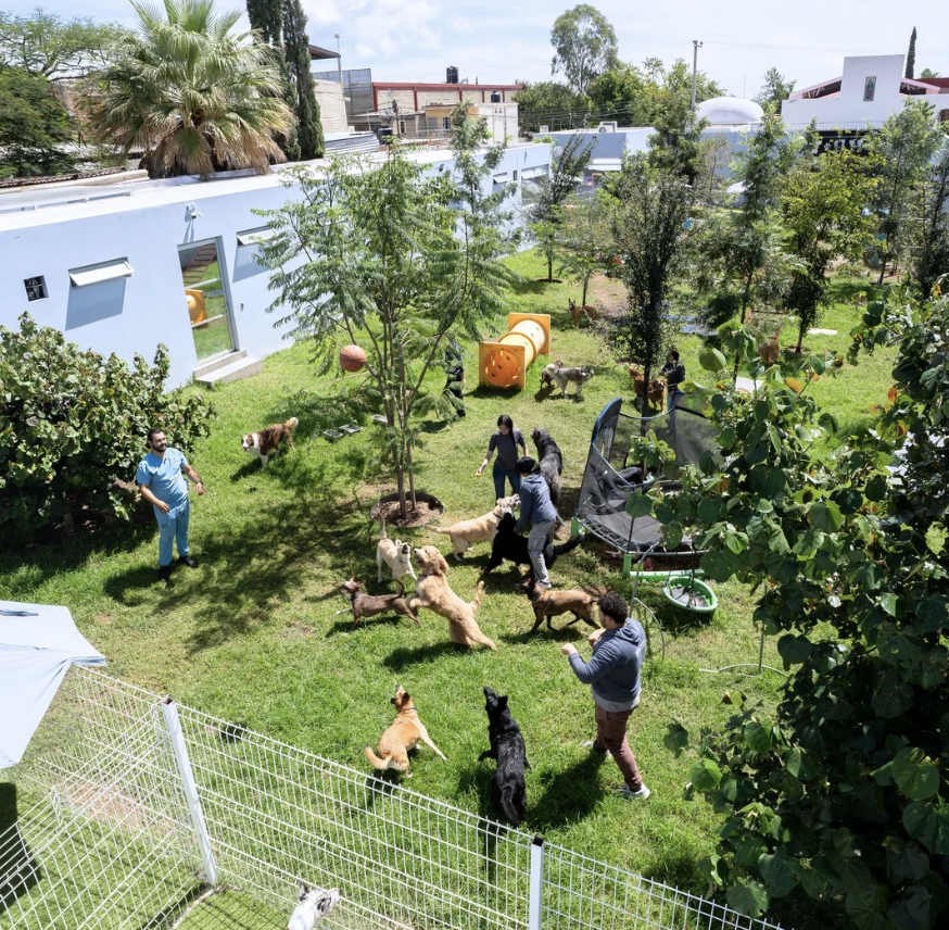 Parque Canino - Huellitas Resort