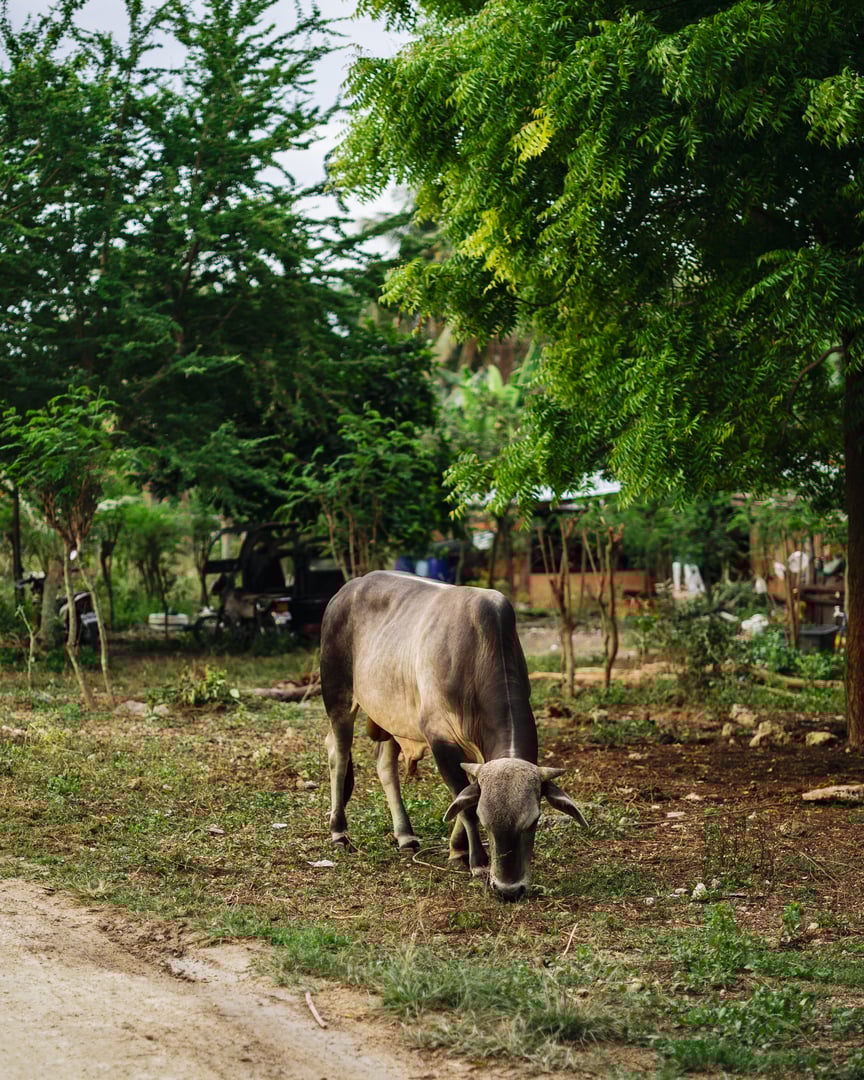 Beautiful Zebu cow cattle bull eating grass in Cebu, Philippines