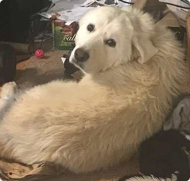 photo of Kay's cute dog