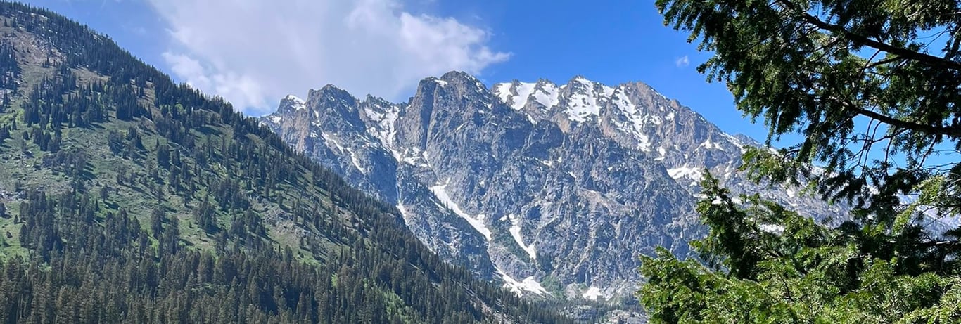 trees in front of a distant mountain range