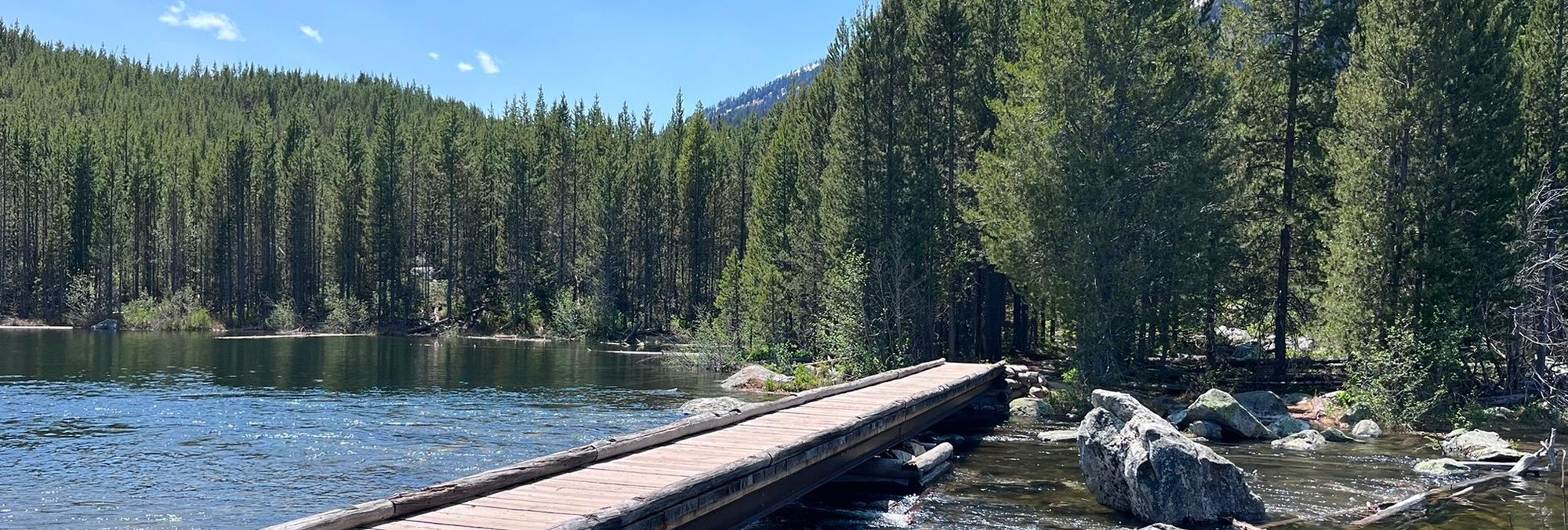 bridge crossing river in pine forest