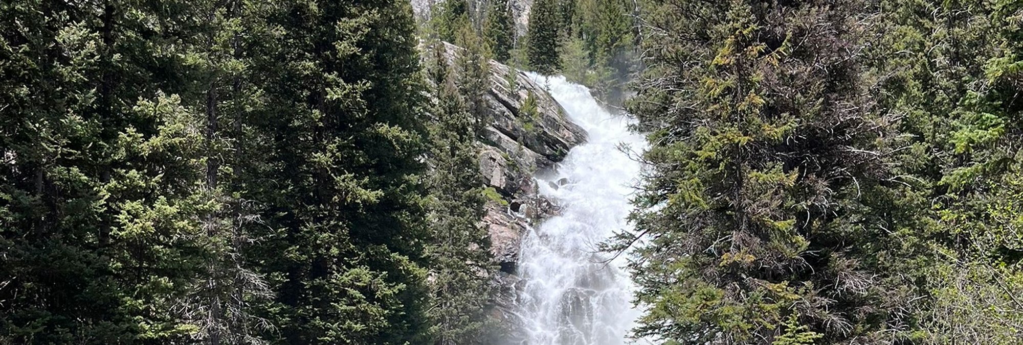 waterfall moving through a pine forest