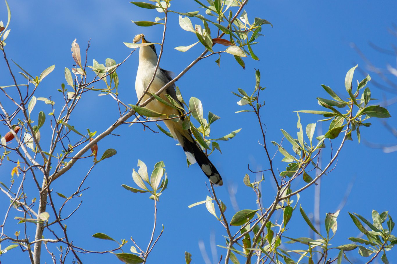 Photo from Sanibel & Captiva