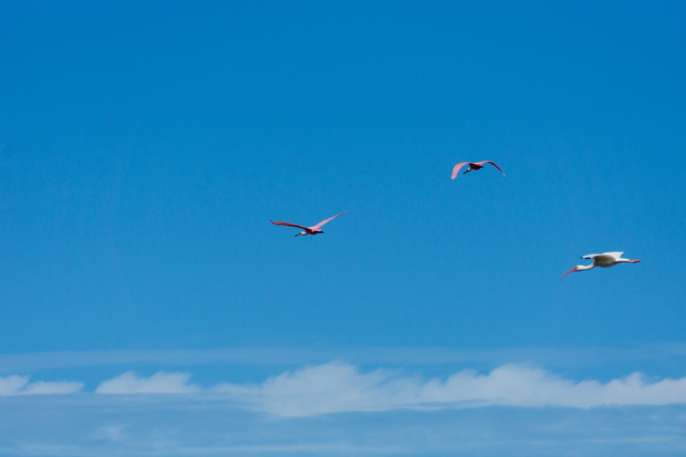 Photo from Sanibel & Captiva