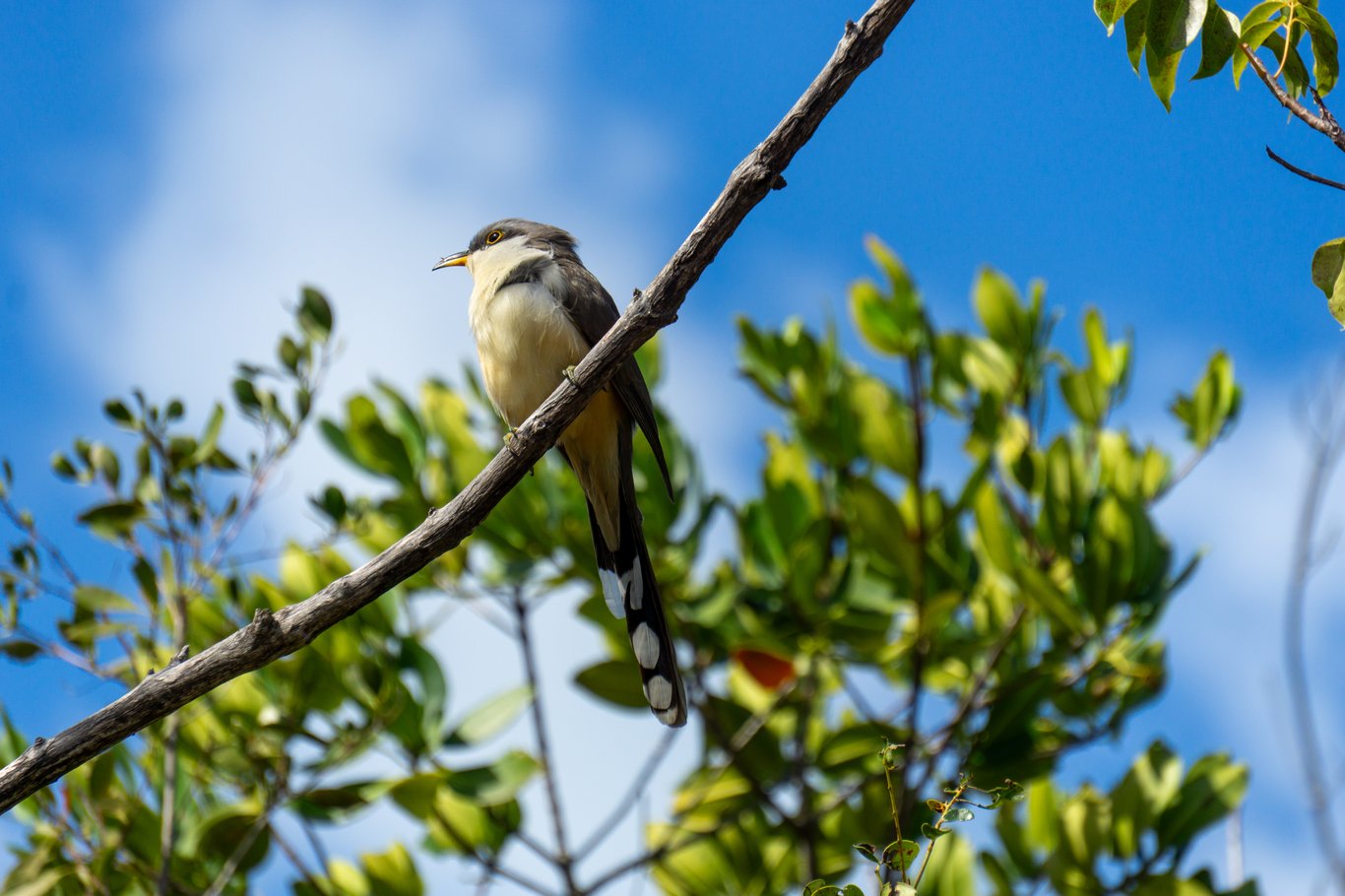 Photo from Sanibel & Captiva