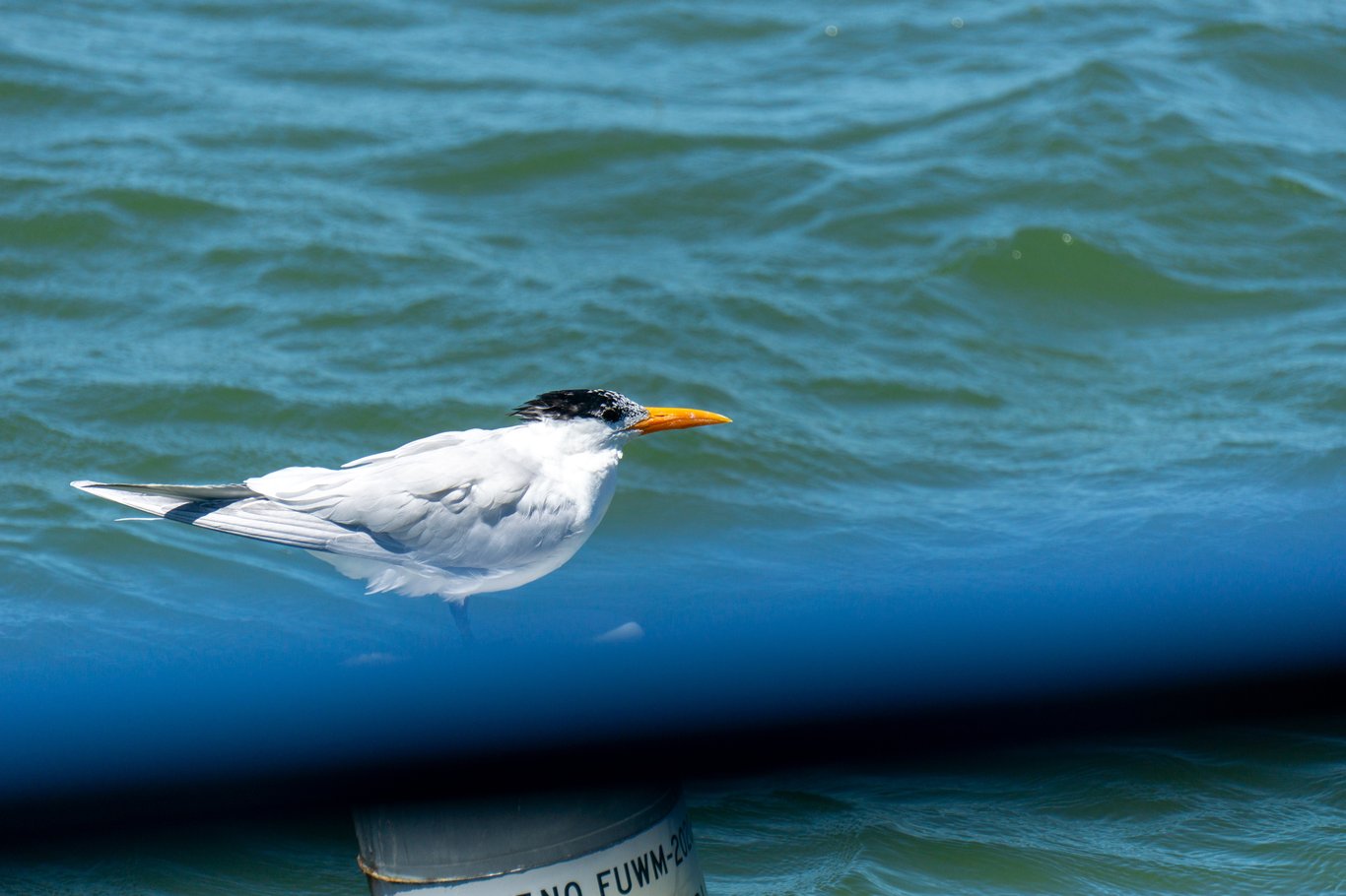 Photo from Sanibel & Captiva