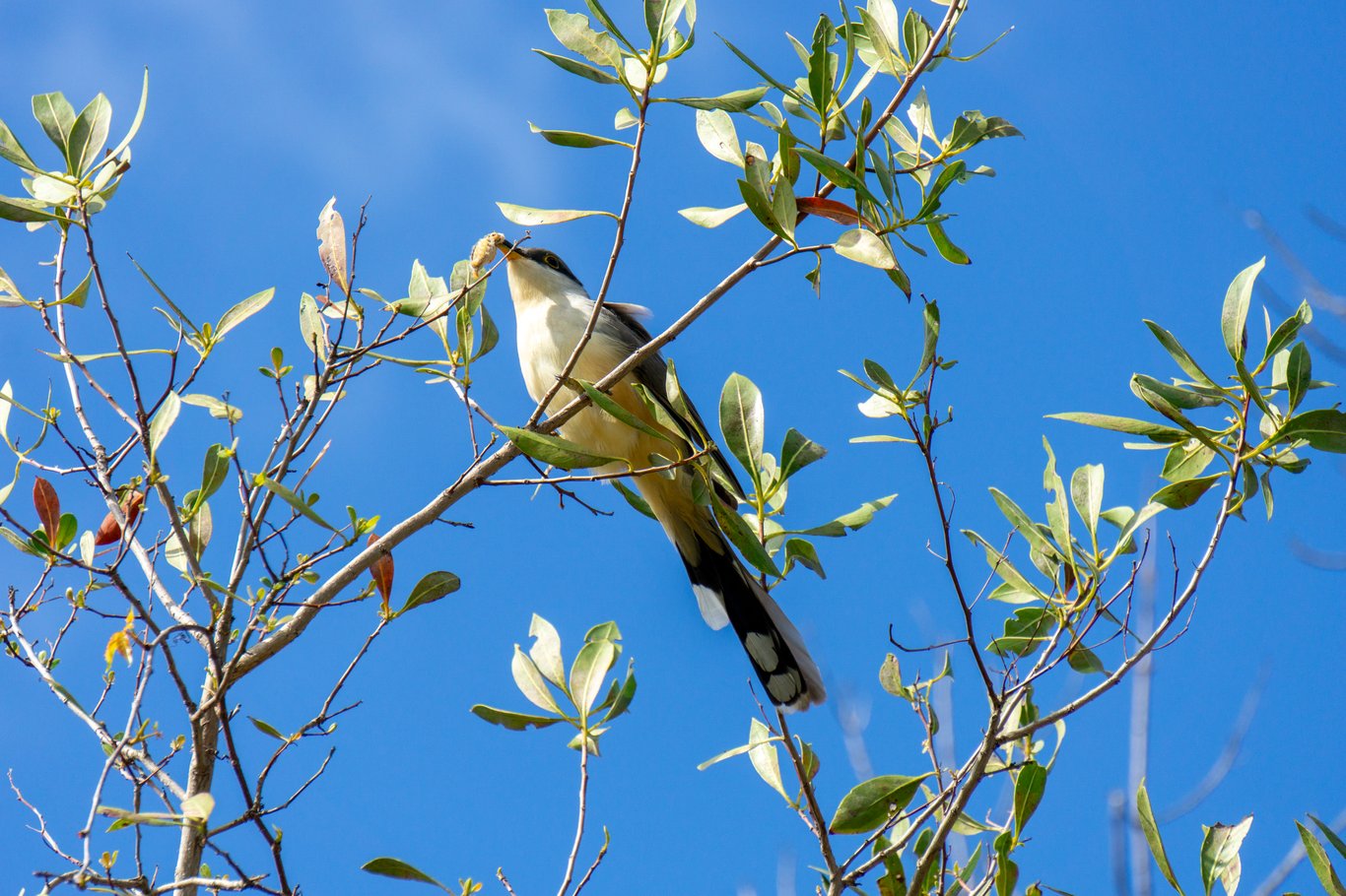 Photo from Sanibel & Captiva