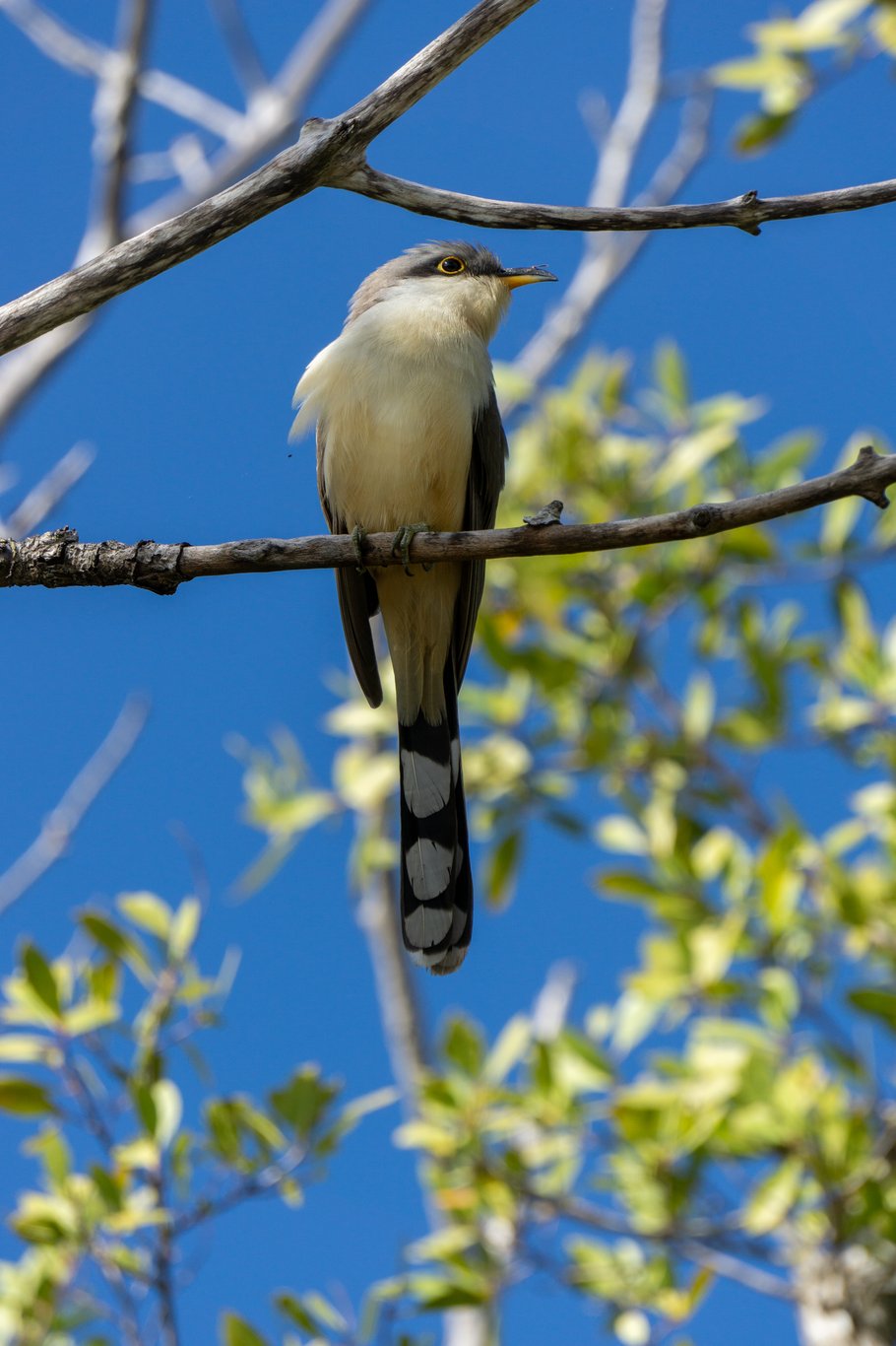 Photo from Sanibel & Captiva