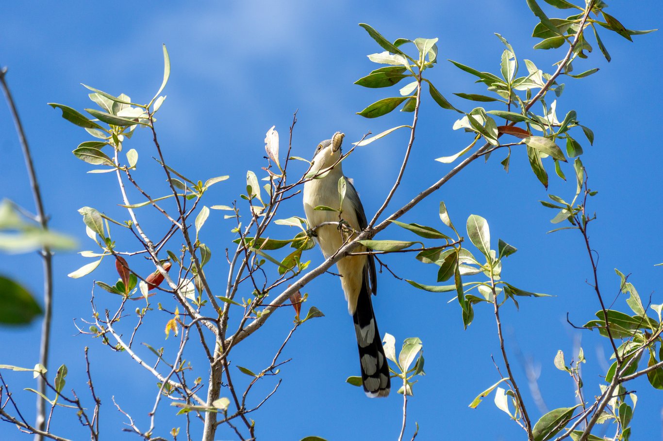 Photo from Sanibel & Captiva