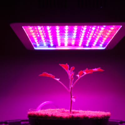 UV LED Light