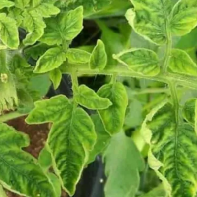 Hydroponic Leaf curl up.