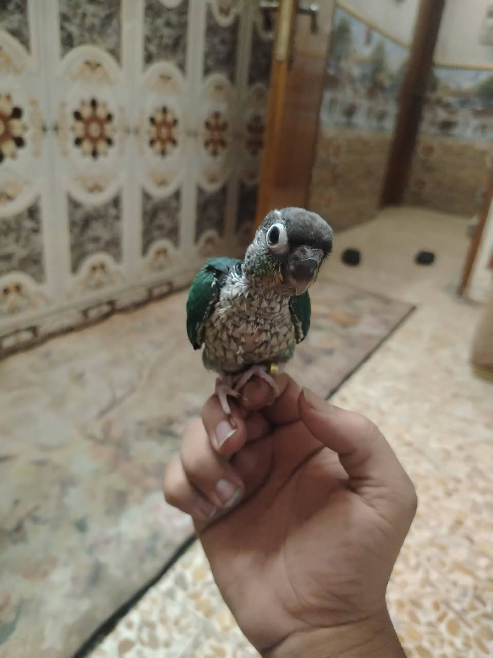 ازرق • بدايه فطام • ياكل باليد