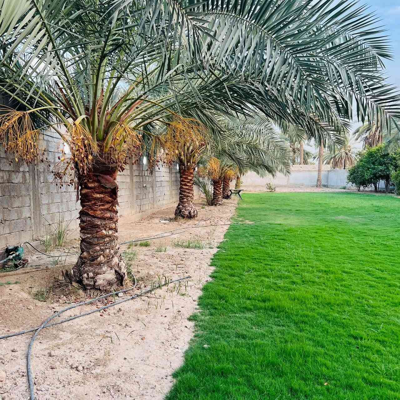 نص دونم • الجعارة • مخدوم