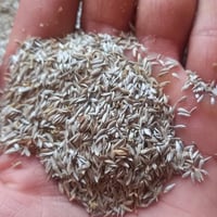 بذور خس • سريديب • قضاء الرفاعي