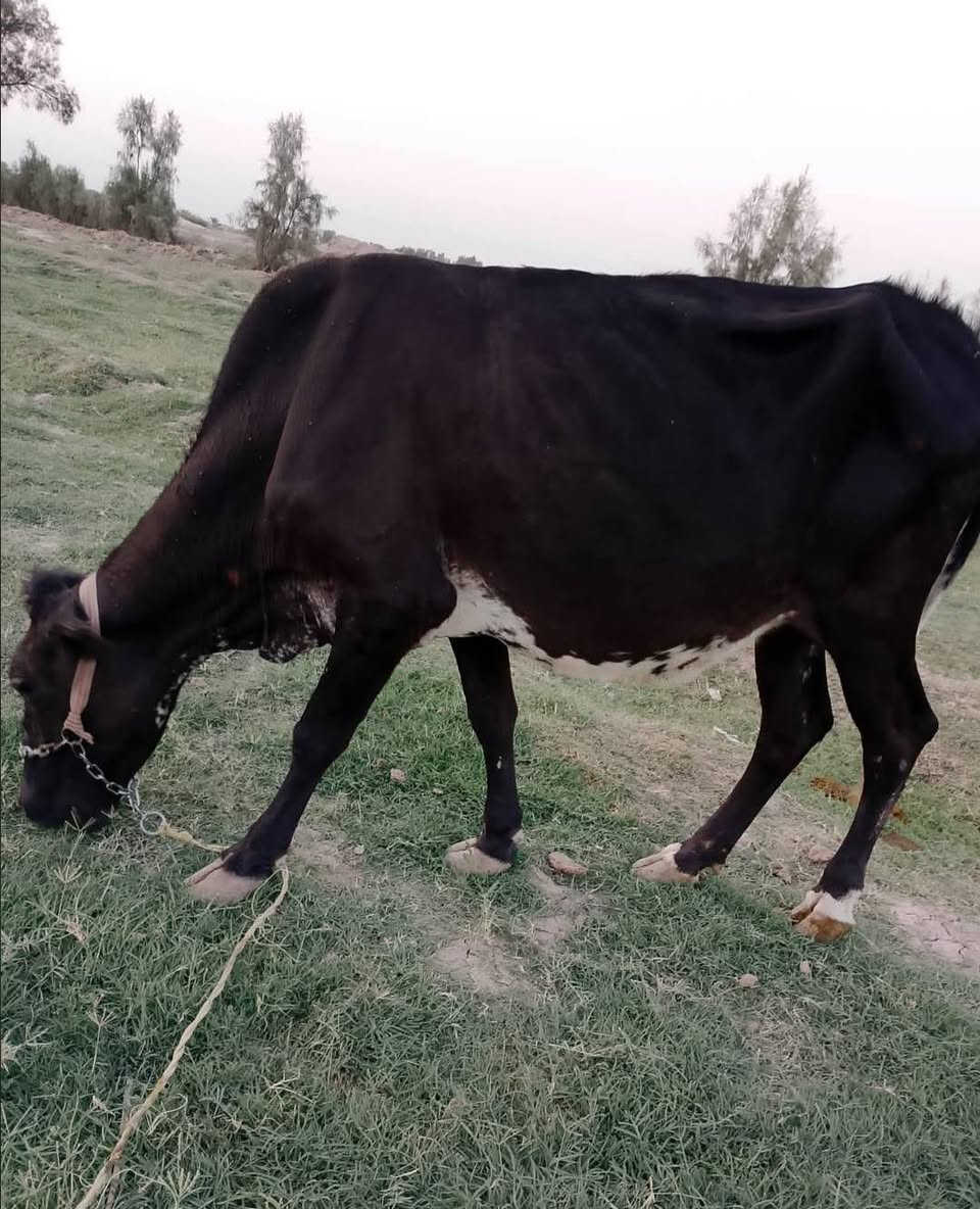 اللهم صلي على محمد وآل محمد 
للبيع لجابالعدد2  فريزيهات درجة اولى 
 مكفولات ومشروطات شرط جني
 وصحاه ونصاحه امهات ثاني بطن 
#سعرالزوج2550وبيهن مجال المكان بابل 
***********  بي واتساب  @إشارة
