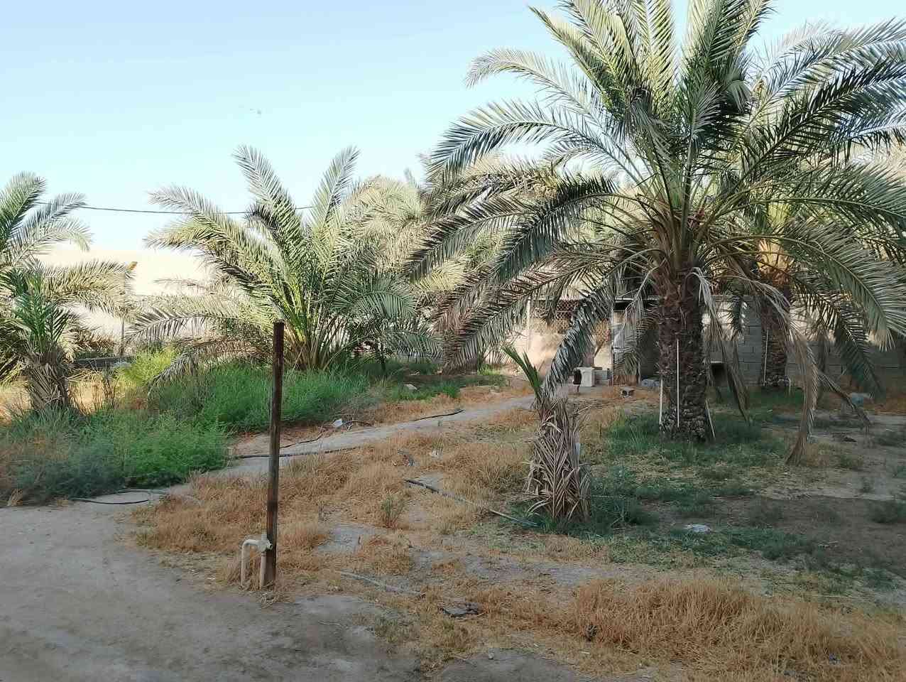 دار للبيع مساحه نص دونم بمهيجران 
نص دونم للبيع يعني 1250متر

 سهم بطابو 

بستان مع بيت طابقين 

واجهه 22 ونزال 50

مساحه بناء 400

طابق الاول 4غرف منام 

واستقبال وصاله ومطبح

 وصحيات بناء طابوك 2018

وطابق ثاني ثرمستون 

3غرف وصاله وصحيات 

بناء 2020

شارع 8متر

خلف بستان نهر

الموقع ابي الخصيب مهيجران جهه شط 

 شارع جبلي يبعد حوالي 400متر عن سايدين داخلي

السعر 750 وبي مجال  مع اثاث

تفاصيل اكثر اتصال برقم 

*********** سجاد
