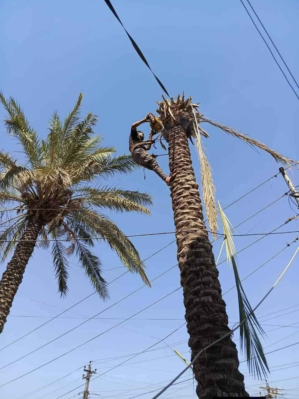 قص النخيل
‏‪***********‬‏
