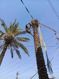 قص النخيل ‏‪0778 245 3732‬‏