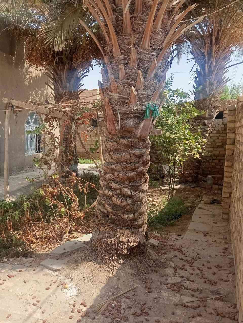قضاء السدير حي الحكيم • ٣٠٠م • غرفتين