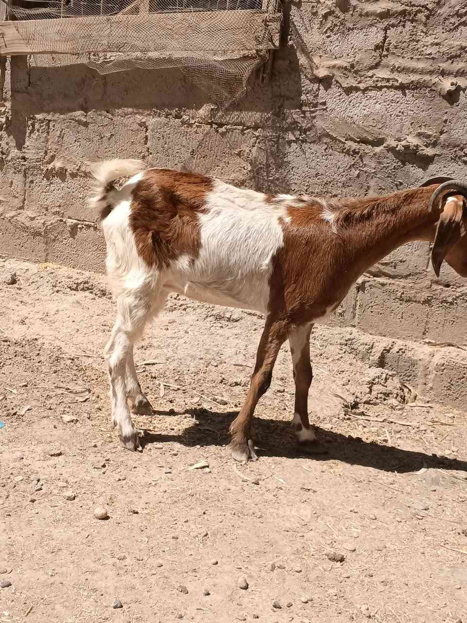 صخول للبيع عشر وشكت توم خشانه فول مكان زملت حمدي السعر 400وبيهن مجال ***********
