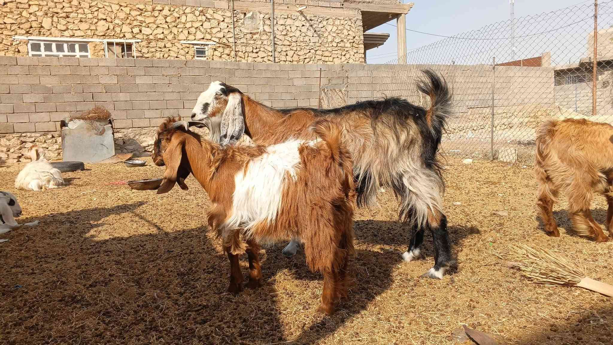 زوج معزة • امهات • خط أول