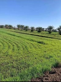 ٢٥ دونم • طابو زراعي • حي السجاد