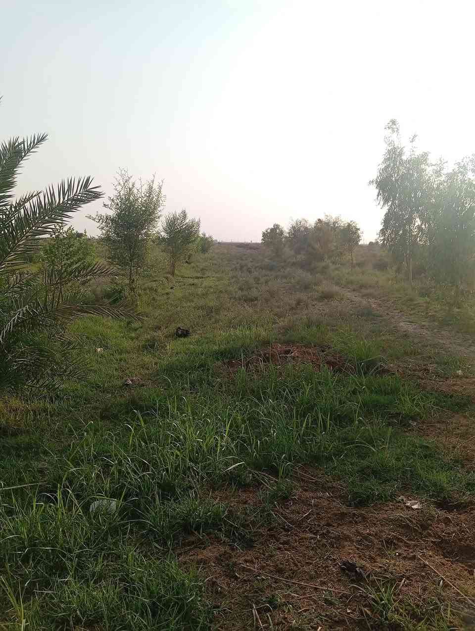 ارض زراعيه • ٣ دونم • ال جباره